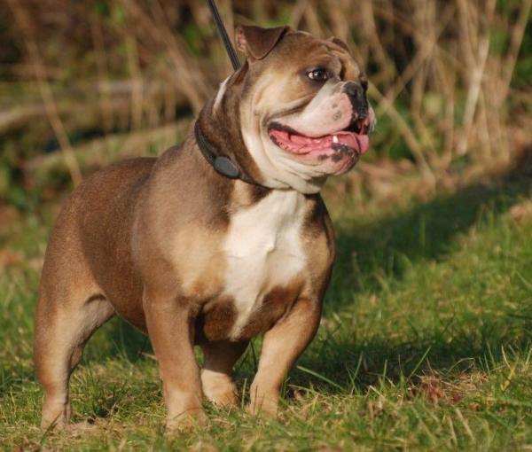 Bulltoks ingeborg | Olde English Bulldogge 