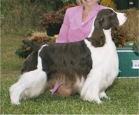 Hil-N-Don Shores Of Liberty | English Springer Spaniel 