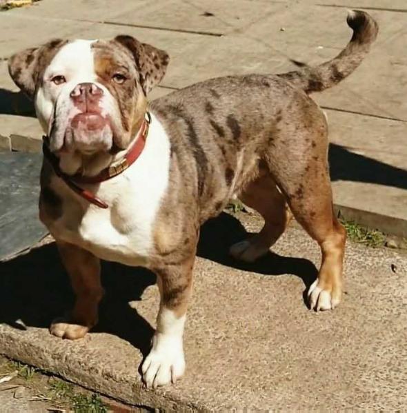 NBBZ Pandora@ Carrs | Olde English Bulldogge 