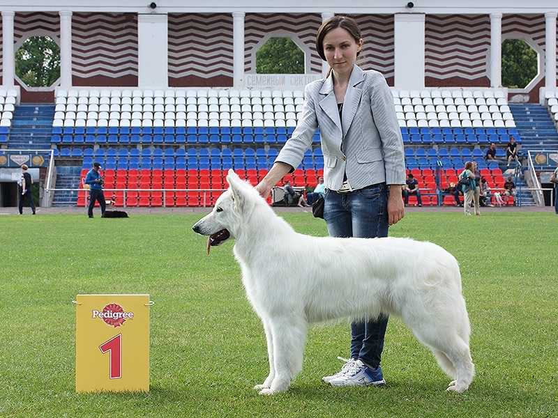 Artis Arren | White Swiss Shepherd Dog 