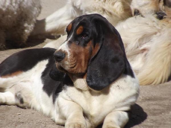 Cap may felicien | Basset Hound 