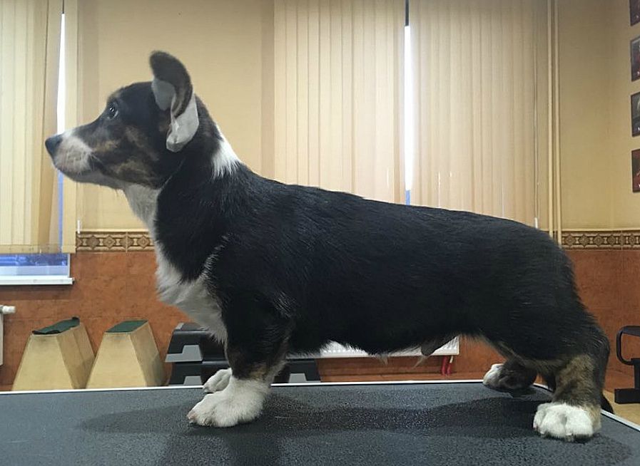 Eremei iz Zvetnika | Cardigan Welsh Corgi 