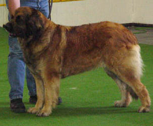 Frídur Ayga Woscany | Leonberger 