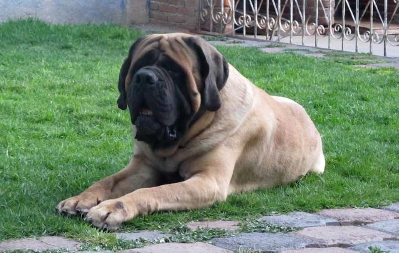 THOR (ORDOÑEZ) | Mastiff 