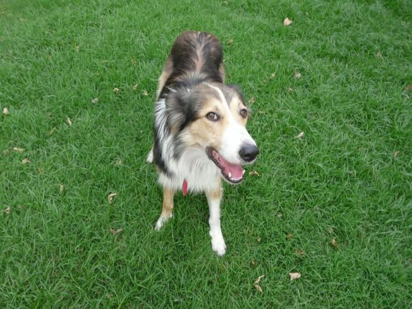 Leon Bravo Del Vissir | Border Collie 