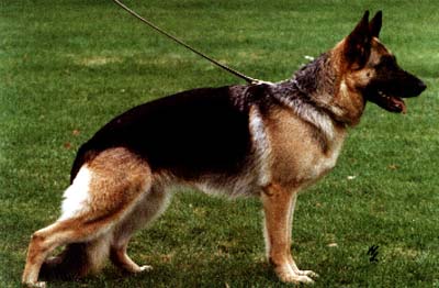 Zambi von der Murrenhütte | German Shepherd Dog 