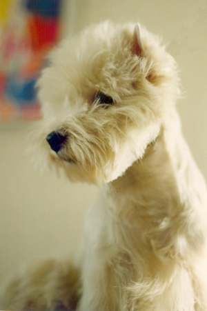 Eaghom Madcap | West Highland White Terrier 