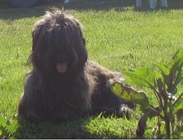 Divine Idyll des Vallees Engissoises | Skye Terrier 