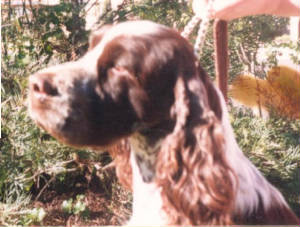 Aberlour Casidhe - imp NZ | English Springer Spaniel 