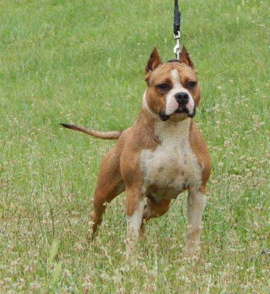 Atina Corona D'Oro | American Staffordshire Terrier 