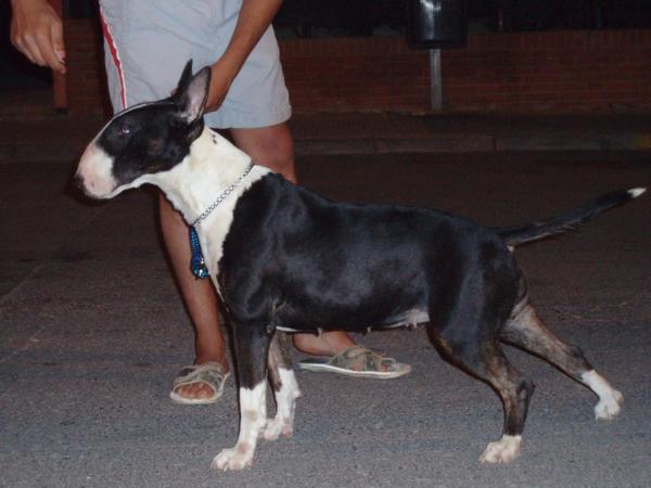 Perla Salvaje De Lord Bull | Bull Terrier 