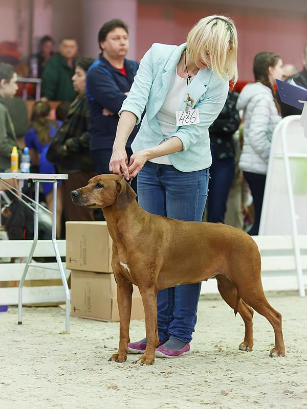 Podarok iz Afriki Bliss Bounty | Rhodesian Ridgeback 