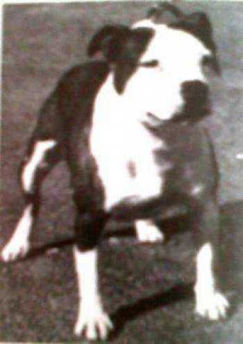 Scarthwaite Coachman | Staffordshire Bull Terrier 