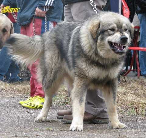 Bigor (Vuk iz Zupe) Kljajin | Yugoslavian Shepherd Dog-Sarplaninac 