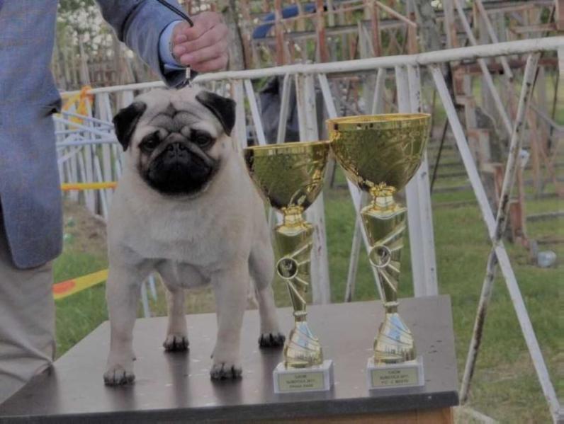 GROF LEGEND-LORD OF THE RING'S | Pug 