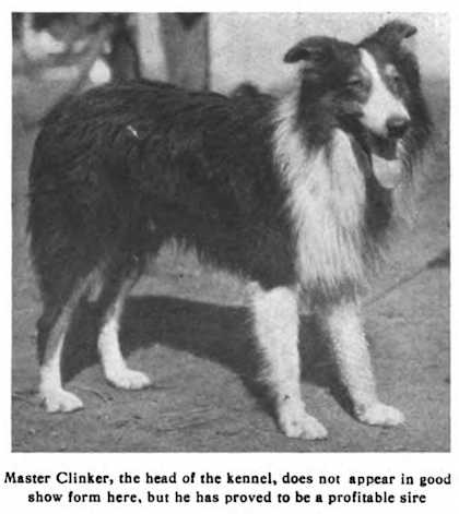 Master Clinker | Rough Collie 