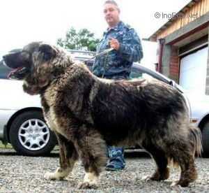Gabriel Gabo Iz Stolitsy Sibiri | Caucasian Mountain Dog 