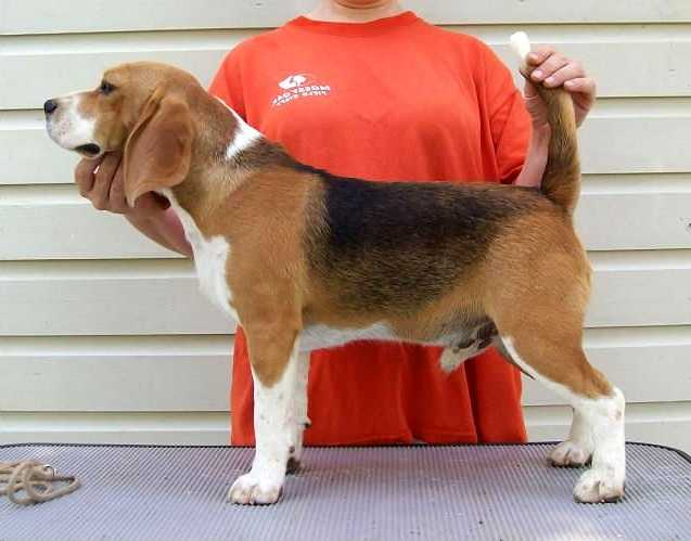 LaneRae's Anchor Man | Beagle 