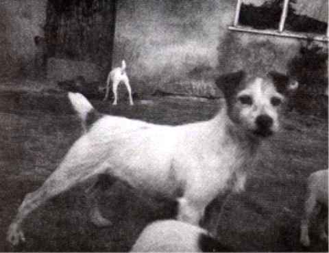 Foxwarren Contessa | Parson Russell Terrier 