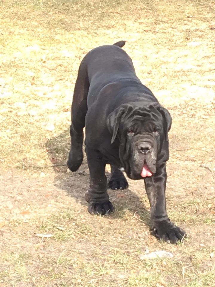 QUIXI dello Stradone Vesuviano | Neapolitan Mastiff 