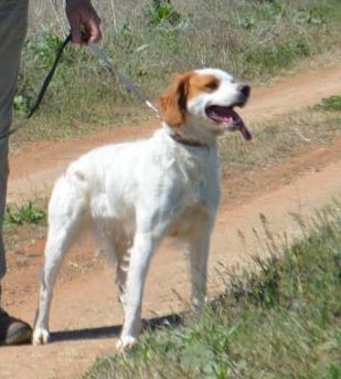 Don Breton GOLD MILANA | Brittany 