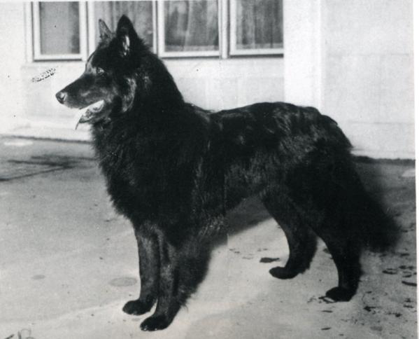 Grillon de la Dune aux Loups | Belgian Groenendael 