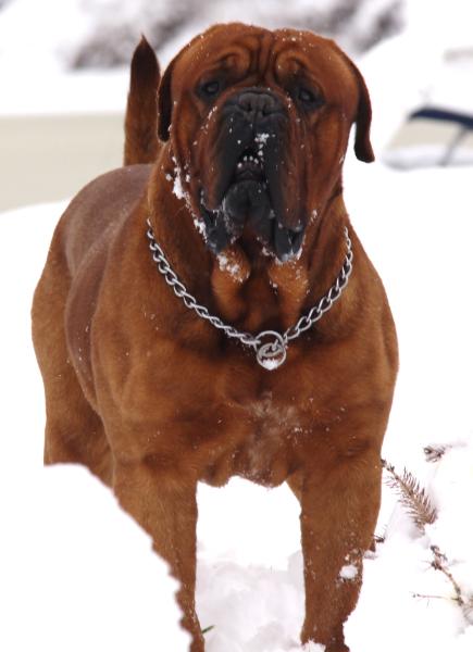 Jian-Chu Czesku Z Orisku | Dogue de Bordeaux 