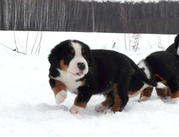 Eberron Grayson of Blagorodnogo Doma | Greater Swiss Mountain Dog 