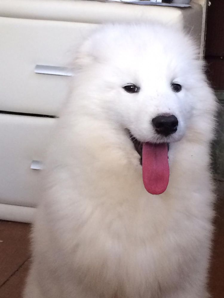 Alkhabor Almira Jamais Ou Toujours | Samoyed 