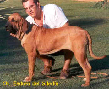 Endora El Siledin | Fila Brasileiro 