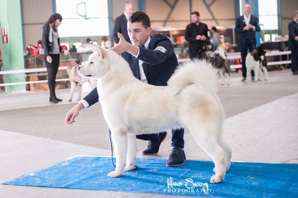 De Kaners Leia Organa | Akita 