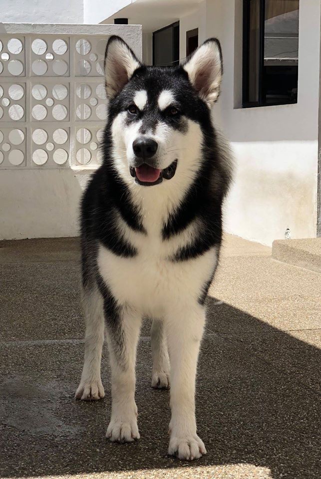 Sitka Nix Mortem | Alaskan Malamute 