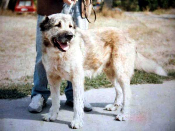 KARABAŠ (sa politike) | Yugoslavian Shepherd Dog-Sarplaninac 