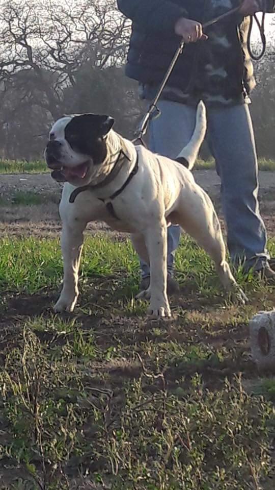 Alfonsi's Colt of MBK's | American Bulldog 