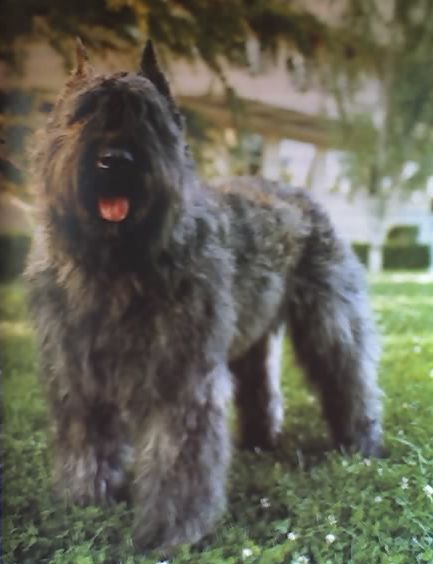 Arca Evita V.D. Cerberushof | Bouvier des Flandres 