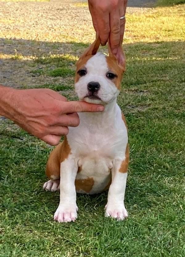 Terrier's Paradise Senorita | American Staffordshire Terrier 