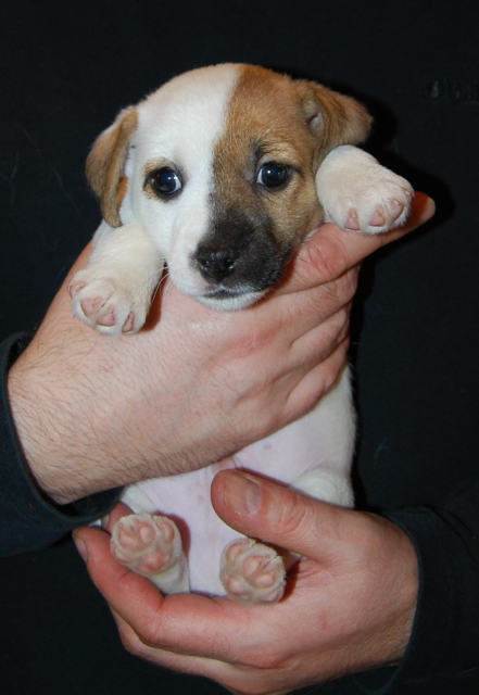 Arno von Raschowitz | Jack Russell Terrier 