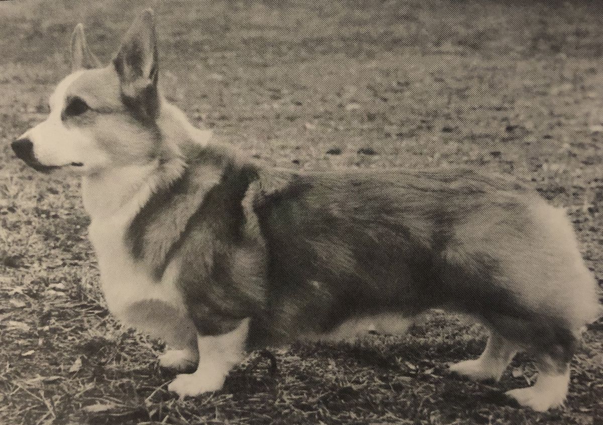 Dalarno's Along Came Jones | Pembroke Welsh Corgi 