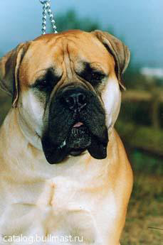 Kloster | Bullmastiff 