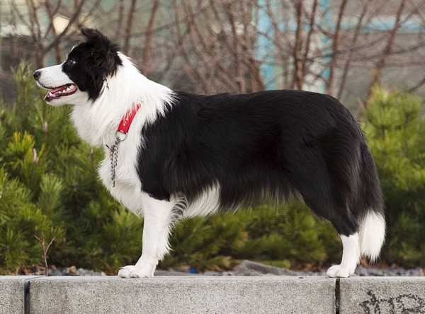 Flower Of Old Hill Lina | Border Collie 