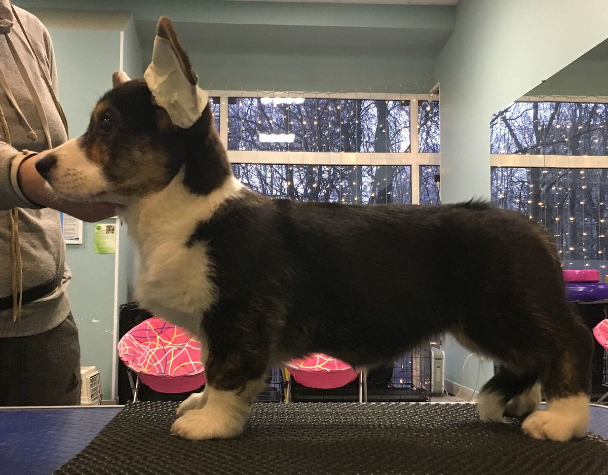 Efimia iz Zvetnika | Cardigan Welsh Corgi 