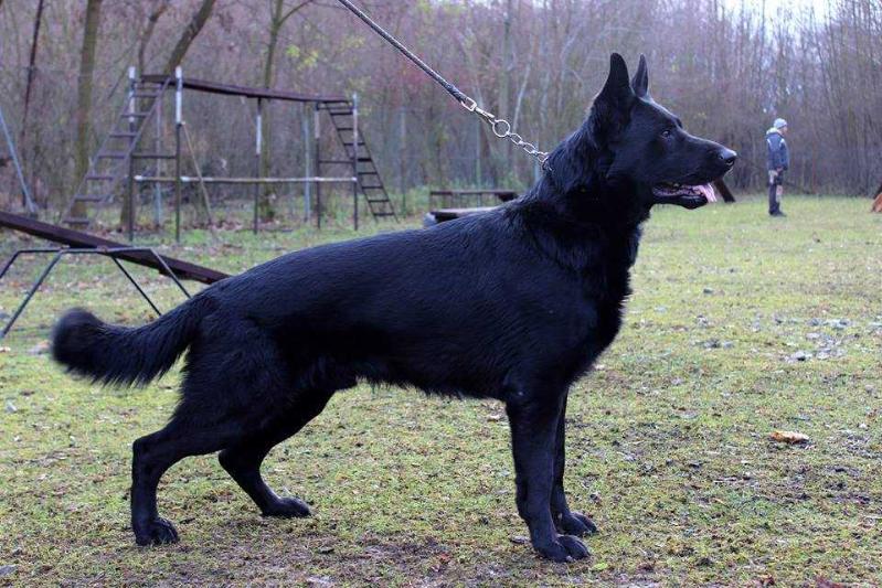 Yack z Kralické tiskárny | German Shepherd Dog 