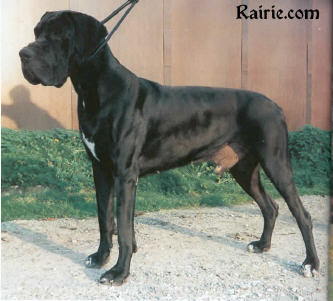 Hemingway von Haus Tiefenbach | Great Dane 