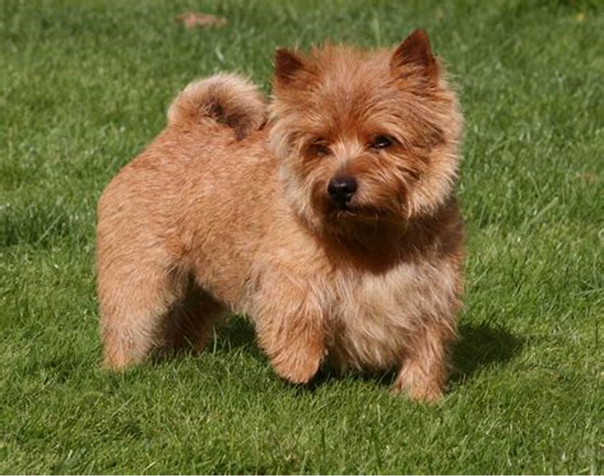 Norwich Terrier