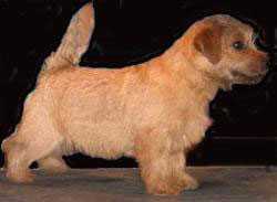 Allright Smart Chester | Norfolk Terrier 