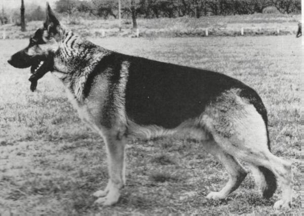 King von der Starrenburg | German Shepherd Dog 