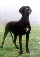 Rayen Bohemia Abrus | Great Dane 
