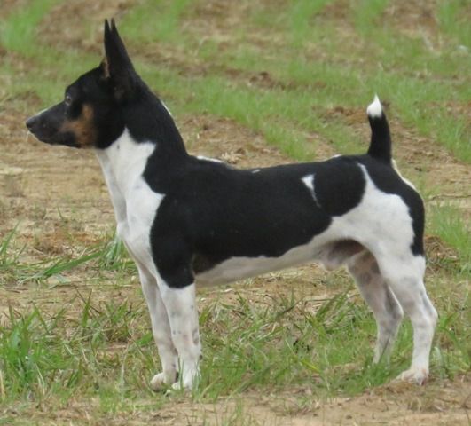 SHK's Daveys Lil Riply @TMT NB | Teddy Roosevelt Terrier 