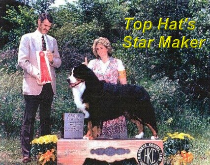 Top Hat´s Star Maker | Bernese Mountain Dog 