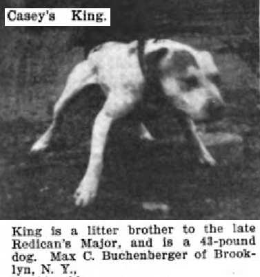 Casey's King | American Pit Bull Terrier 